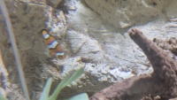 Falscher Clownfisch (Amphiprion ocellaris).